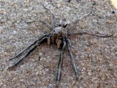 Geolycosa pikei thumbnail 1