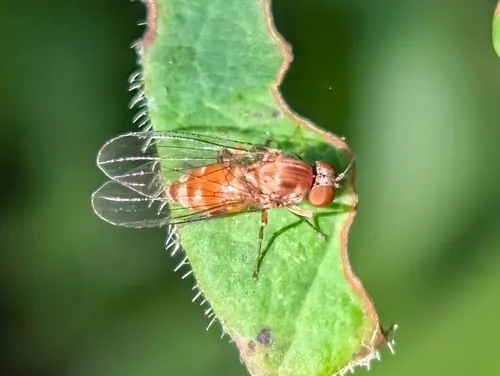 Callomyia calla