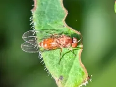 Callomyia calla thumbnail 1