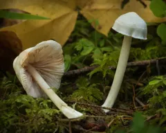Entoloma adnatifolium thumbnail 3
