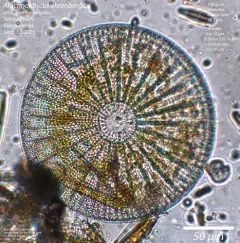 Arachnoidiscus ehrenbergii thumbnail 2