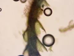 Heller's Notchwort thumbnail 2