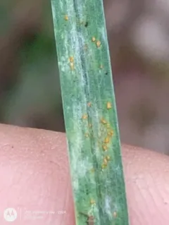 Blumeria graminicola thumbnail 3