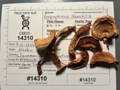 Hygrophorus saxatilis thumbnail 2