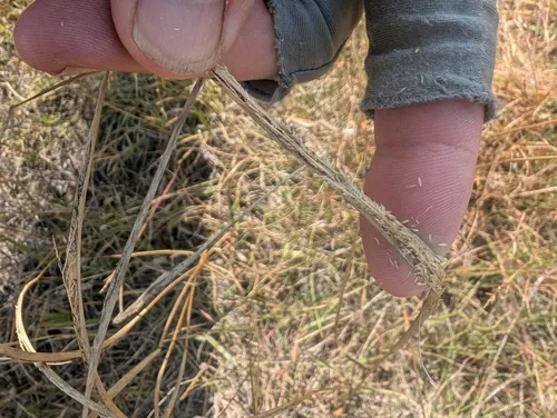 Tall Dropseed