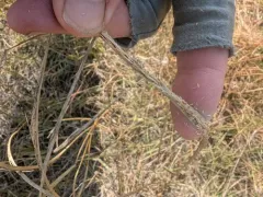 Tall Dropseed thumbnail 1