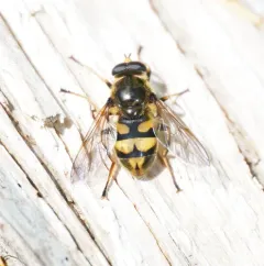 Western Wood Fly thumbnail 4