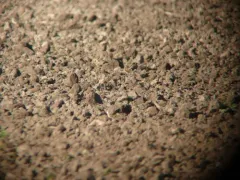 Red-throated Pipit thumbnail 2