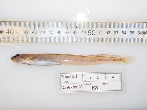 Stout Eelblenny