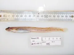 Stout Eelblenny thumbnail 1