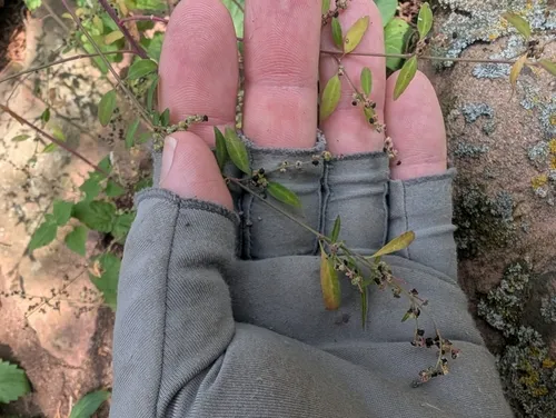 Woodland Goosefoot