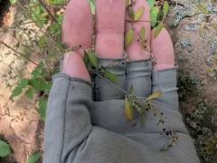 Woodland Goosefoot thumbnail 1
