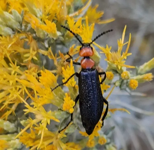 Lytta vulnerata