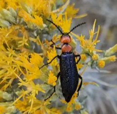Lytta vulnerata thumbnail 1