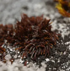 Black Rock Moss thumbnail 1