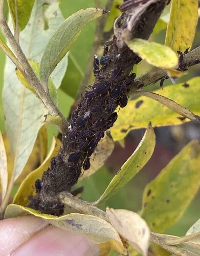 Black willow bark aphid