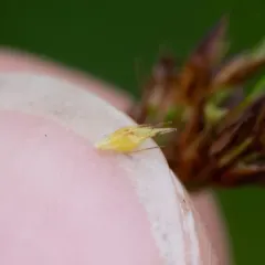 brownish beaked-rush thumbnail 2