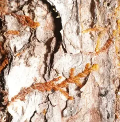 Pacific Fuzzwort thumbnail 2