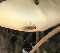 Suillia laevis thumbnail 2