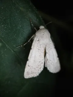Euxoa catenula thumbnail 2