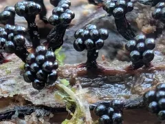 Metatrichia floriformis thumbnail 2