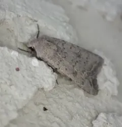 Civil Rustic Moth thumbnail 3