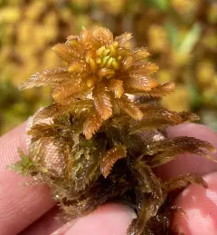 Beautiful Peatmoss thumbnail 2