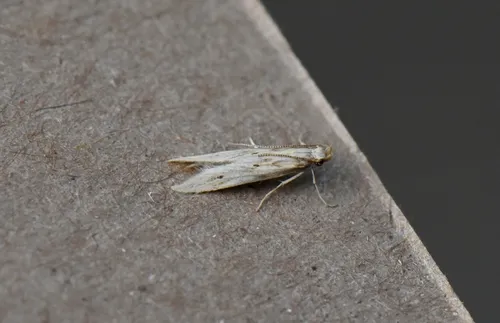 Angoumois Grain Moth