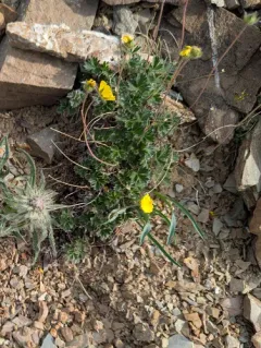 High Arctic Cinquefoil thumbnail 1