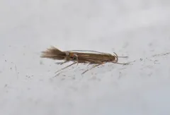 Fernald's Cosmopterix Moth thumbnail 4