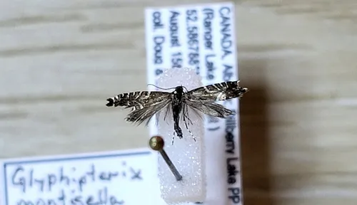 Glyphipterix montisella