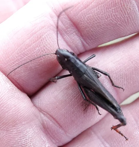 Ebony Grasshopper