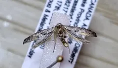 Ochromolopis ramapoella thumbnail 4