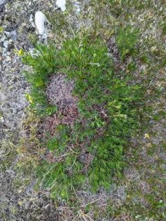 two-flower cinquefoil thumbnail 1