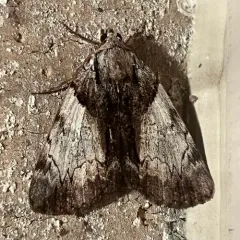 Hawthorn Underwing Moth thumbnail 3