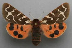 Kluane Tiger Moth thumbnail 1
