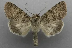 Sympistis glennyi thumbnail 3
