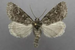 Cosmia elisae thumbnail 2
