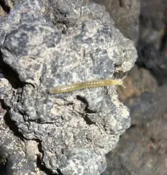 Plumatyla humerosa thumbnail 3