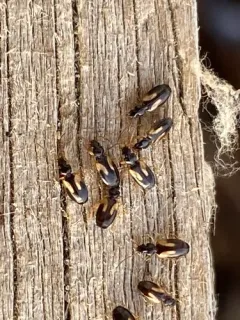 Axinopalpus biplagiatus thumbnail 2