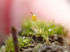 Common Pottia thumbnail 1