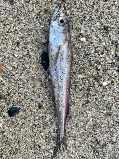 Pacific Hake thumbnail 3