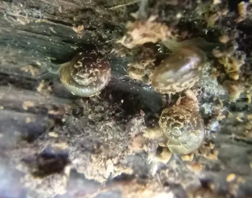 Small Spot