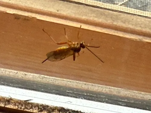 Theronia atalantae