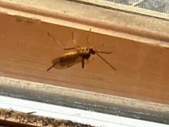 Theronia atalantae thumbnail 1