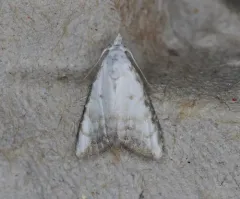 Sorghum Webworm Moth thumbnail 1