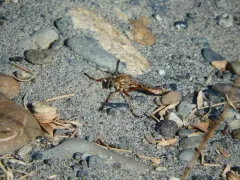 Prairie Robber Fly thumbnail 4