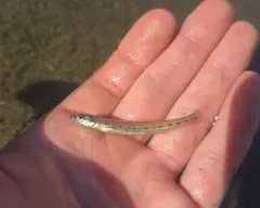 Eastern Sand Darter thumbnail 4