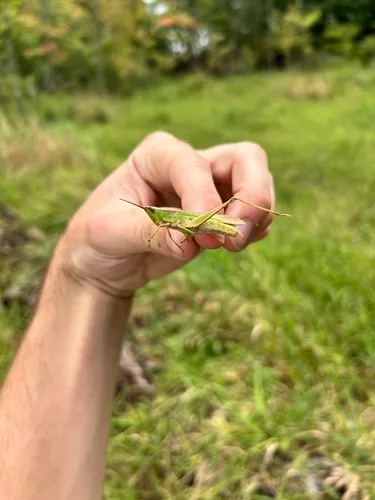 Clipped-winged Grasshopper