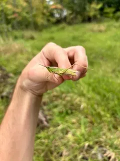 Clipped-winged Grasshopper thumbnail 1